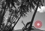 Image of man on palm tree Hawaii USA, 1942, second 26 stock footage video 65675072321