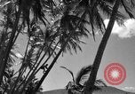 Image of man on palm tree Hawaii USA, 1942, second 27 stock footage video 65675072321