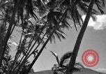 Image of man on palm tree Hawaii USA, 1942, second 28 stock footage video 65675072321