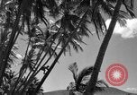 Image of man on palm tree Hawaii USA, 1942, second 29 stock footage video 65675072321