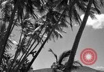 Image of man on palm tree Hawaii USA, 1942, second 30 stock footage video 65675072321