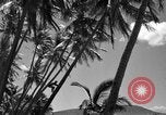 Image of man on palm tree Hawaii USA, 1942, second 31 stock footage video 65675072321