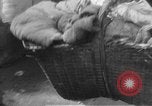 Image of Chinese refugees China, 1949, second 25 stock footage video 65675072371