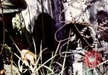 Image of Tet Offensive Saigon Vietnam, 1968, second 48 stock footage video 65675072387
