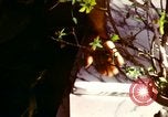 Image of Tet Offensive Saigon Vietnam, 1968, second 17 stock footage video 65675072388
