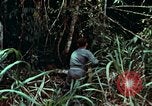 Image of survival techniques Philippines, 1968, second 11 stock footage video 65675072400