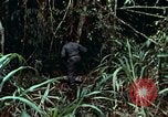 Image of survival techniques Philippines, 1968, second 19 stock footage video 65675072400