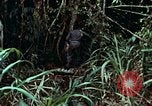 Image of survival techniques Philippines, 1968, second 20 stock footage video 65675072400