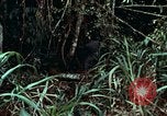 Image of survival techniques Philippines, 1968, second 26 stock footage video 65675072400