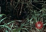 Image of survival techniques Philippines, 1968, second 30 stock footage video 65675072400