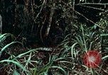Image of survival techniques Philippines, 1968, second 34 stock footage video 65675072400
