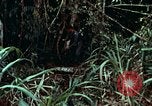 Image of survival techniques Philippines, 1968, second 35 stock footage video 65675072400