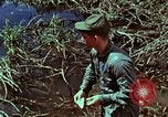 Image of survival techniques Philippines, 1968, second 38 stock footage video 65675072400