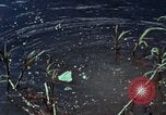 Image of survival techniques Philippines, 1968, second 41 stock footage video 65675072400