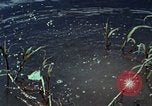 Image of survival techniques Philippines, 1968, second 42 stock footage video 65675072400