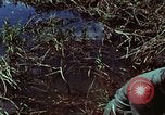 Image of survival techniques Philippines, 1968, second 47 stock footage video 65675072400