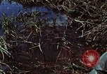 Image of survival techniques Philippines, 1968, second 48 stock footage video 65675072400