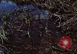 Image of survival techniques Philippines, 1968, second 49 stock footage video 65675072400