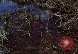 Image of survival techniques Philippines, 1968, second 50 stock footage video 65675072400