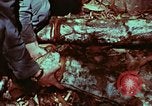 Image of survival techniques Philippines, 1968, second 62 stock footage video 65675072400