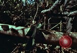Image of survival techniques Philippines, 1968, second 7 stock footage video 65675072401