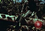 Image of survival techniques Philippines, 1968, second 8 stock footage video 65675072401