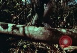 Image of survival techniques Philippines, 1968, second 18 stock footage video 65675072401