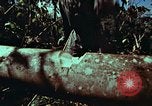 Image of survival techniques Philippines, 1968, second 24 stock footage video 65675072401