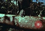 Image of survival techniques Philippines, 1968, second 25 stock footage video 65675072401