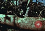 Image of survival techniques Philippines, 1968, second 27 stock footage video 65675072401