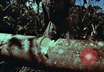 Image of survival techniques Philippines, 1968, second 29 stock footage video 65675072401