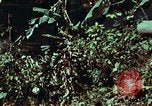 Image of survival techniques Philippines, 1968, second 32 stock footage video 65675072401