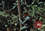 Image of survival techniques Philippines, 1968, second 36 stock footage video 65675072401