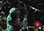 Image of survival techniques Philippines, 1968, second 51 stock footage video 65675072401