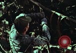 Image of survival techniques Philippines, 1968, second 54 stock footage video 65675072401