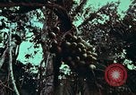 Image of survival techniques Philippines, 1968, second 17 stock footage video 65675072402
