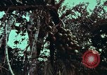 Image of survival techniques Philippines, 1968, second 18 stock footage video 65675072402