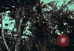 Image of survival techniques Philippines, 1968, second 19 stock footage video 65675072402