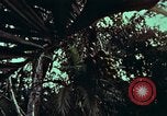 Image of survival techniques Philippines, 1968, second 20 stock footage video 65675072402
