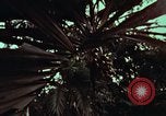 Image of survival techniques Philippines, 1968, second 21 stock footage video 65675072402