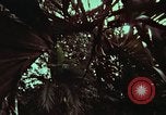 Image of survival techniques Philippines, 1968, second 22 stock footage video 65675072402