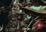 Image of survival techniques Philippines, 1968, second 41 stock footage video 65675072402