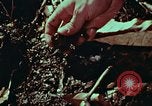 Image of survival techniques Philippines, 1968, second 44 stock footage video 65675072402