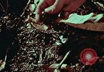 Image of survival techniques Philippines, 1968, second 45 stock footage video 65675072402