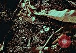 Image of survival techniques Philippines, 1968, second 46 stock footage video 65675072402