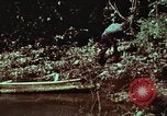 Image of survival techniques Philippines, 1968, second 58 stock footage video 65675072402