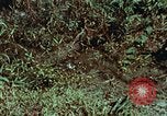 Image of survival techniques Philippines, 1968, second 61 stock footage video 65675072402