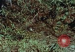 Image of survival techniques Philippines, 1968, second 62 stock footage video 65675072402
