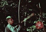 Image of survival techniques Philippines, 1968, second 4 stock footage video 65675072403