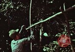 Image of survival techniques Philippines, 1968, second 13 stock footage video 65675072403